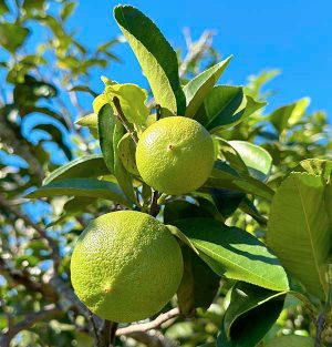 bergamota-agromonaco-inicio-ok